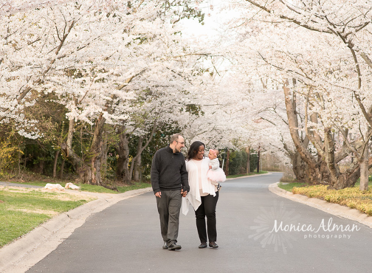 Cherry Blossom Session Family Walking Photo