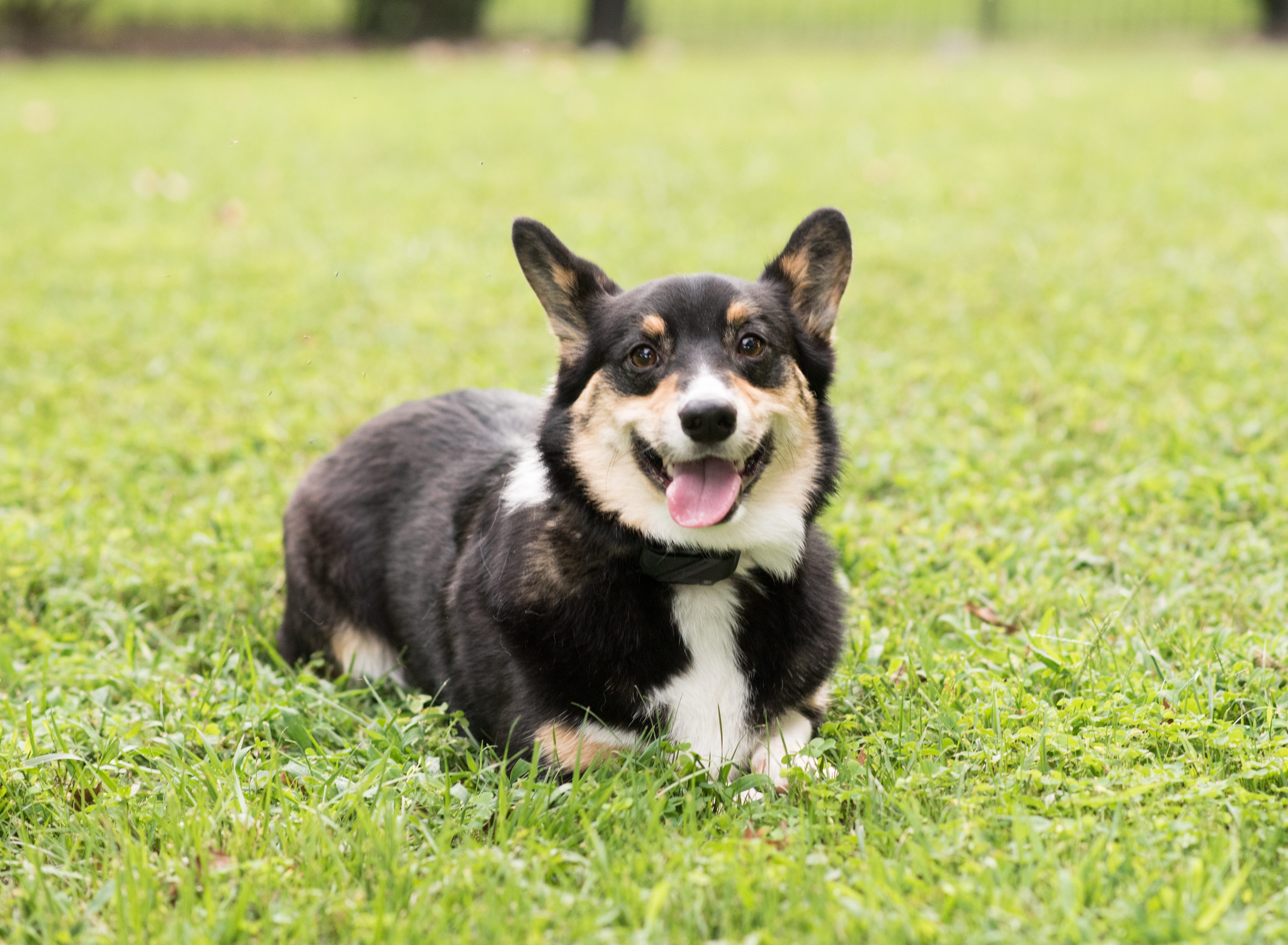 Dog photograph in maryland